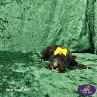AKC Tweedy, a male Miniature Schnauzer for sale in Shawnee, OK – 2 of 4