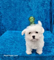 AKC Sprite, a male Maltese for sale in Shawnee, OK – 4 of 5