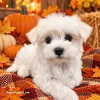 AKC Riley, a female Maltese for sale in Shawnee, OK – 1 of 5