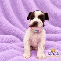 AKC Toy Bonita, a female Miniature Schnauzer for sale in Shawnee, OK – 4 of 4