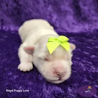 AKC Willy, a male Maltese for sale in Shawnee, OK – 2 of 6