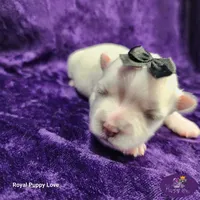 AKC Riley, a female Maltese for sale in Shawnee, OK – 2 of 5