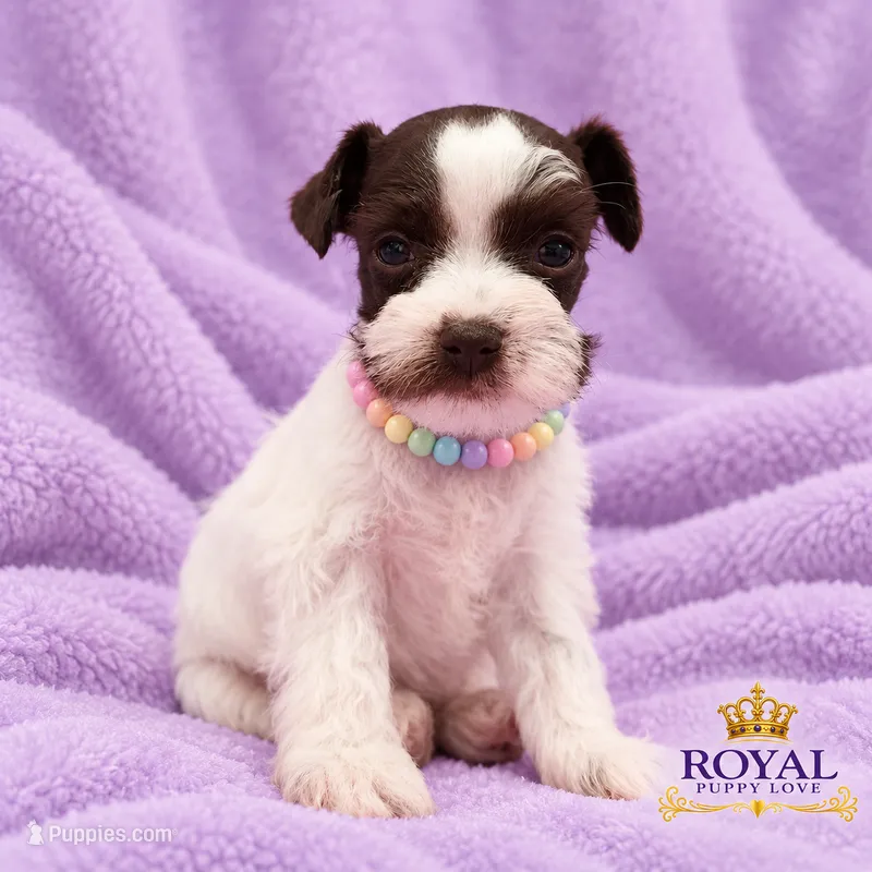 AKC Toy Bonita, a female Miniature Schnauzer for sale in Shawnee, OK – 1 of 4
