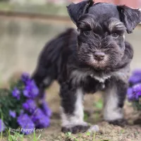Prince Gabriel, a male Miniature Schnauzer for sale in Shawnee, OK – Photo 1 of 9