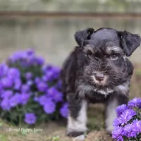 Prince Gabriel, a male Miniature Schnauzer for sale in Shawnee, OK – Photo 9 of 9