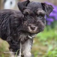 Prince Gabriel, a male Miniature Schnauzer for sale in Shawnee, OK – Photo 4 of 9