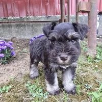 Prince Gabriel, a male Miniature Schnauzer for sale in Shawnee, OK – Photo 5 of 9