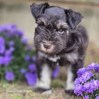 Prince Gabriel, a male Miniature Schnauzer for sale in Shawnee, OK – Photo 3 of 9