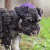 Prince Gabriel, a male Miniature Schnauzer for sale in Shawnee, OK – Photo 6 of 9