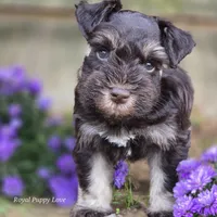 Prince Gabriel, a male Miniature Schnauzer for sale in Shawnee, OK – Photo 2 of 9