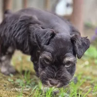Prince Gabriel, a male Miniature Schnauzer for sale in Shawnee, OK – Photo 8 of 9