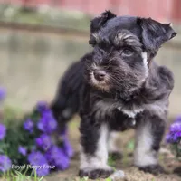 Prince Gabriel, a male Miniature Schnauzer for sale in Shawnee, OK – Photo 7 of 9