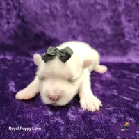 AKC Riley, a female Maltese for sale in Shawnee, OK – 3 of 5