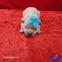 AKC Noreene, a female Maltese for sale in Shawnee, OK – 3 of 5