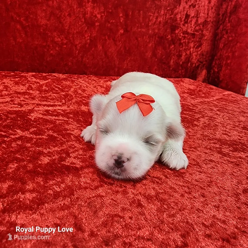 AKC Jordi – Maltese puppy for sale in Shawnee, OK
