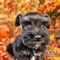 AKC Tatiana, a female Miniature Schnauzer for sale in Shawnee, OK – 4 of 5