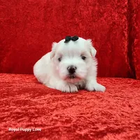 AKC Jordi, a male Maltese for sale in Shawnee, OK – 2 of 5