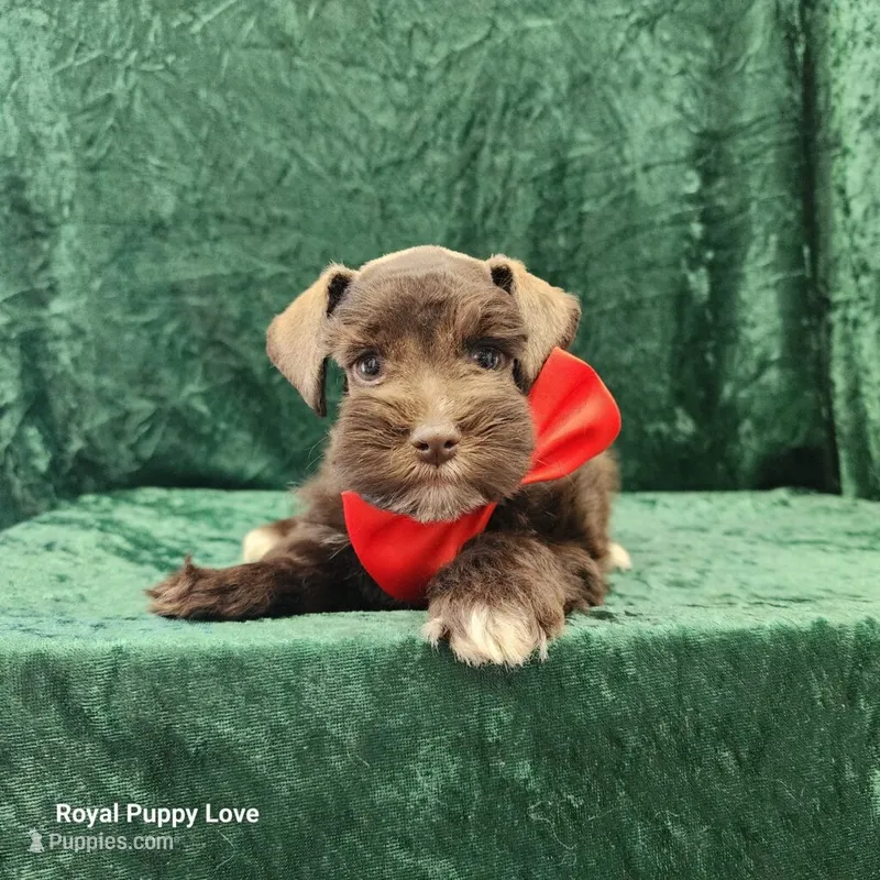 AKC Ghirardelli – Miniature Schnauzer puppy for sale in Shawnee, OK