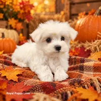 AKC Riley, a female Maltese for sale in Shawnee, OK – 5 of 5