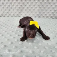 AKC Birdie, a female Miniature Schnauzer for sale in Shawnee, OK – 6 of 6