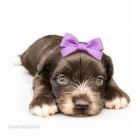 AKC Toy Blossom, a female Miniature Schnauzer for sale in Shawnee, OK – 2 of 5