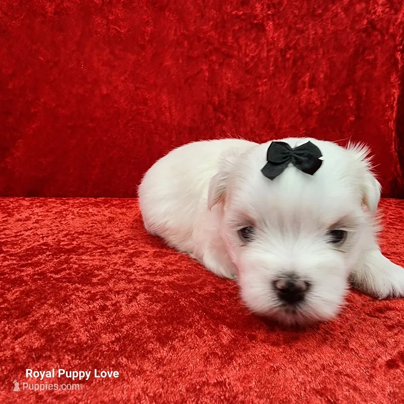 AKC Jordi – Maltese puppy for sale in Shawnee, OK