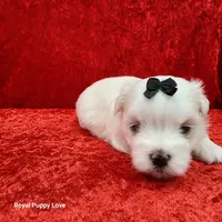 AKC Jordi, a male Maltese for sale in Shawnee, OK – 1 of 5