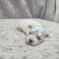 AKC Skye, a female Maltese for sale in Shawnee, OK – 3 of 3