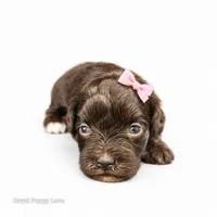 AKC Toy Birdie, a female Miniature Schnauzer for sale in Shawnee, OK – 4 of 4