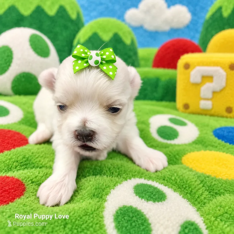 AKC Yoshi – Maltese puppy for sale in Shawnee, OK