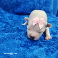 AKC Fefe, a female Maltese for sale in Shawnee, OK – 4 of 4