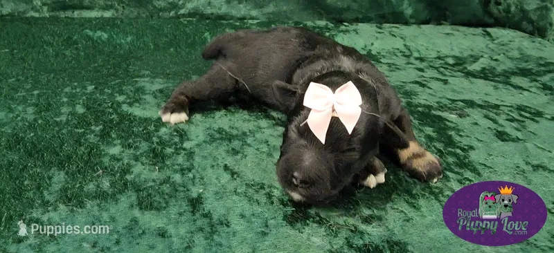 AKC Tatiana – Miniature Schnauzer puppy for sale in Shawnee, OK