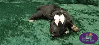 AKC Tatiana, a female Miniature Schnauzer for sale in Shawnee, OK – 1 of 4