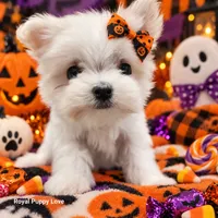 AKC Noreene, a female Maltese for sale in Shawnee, OK – 4 of 5