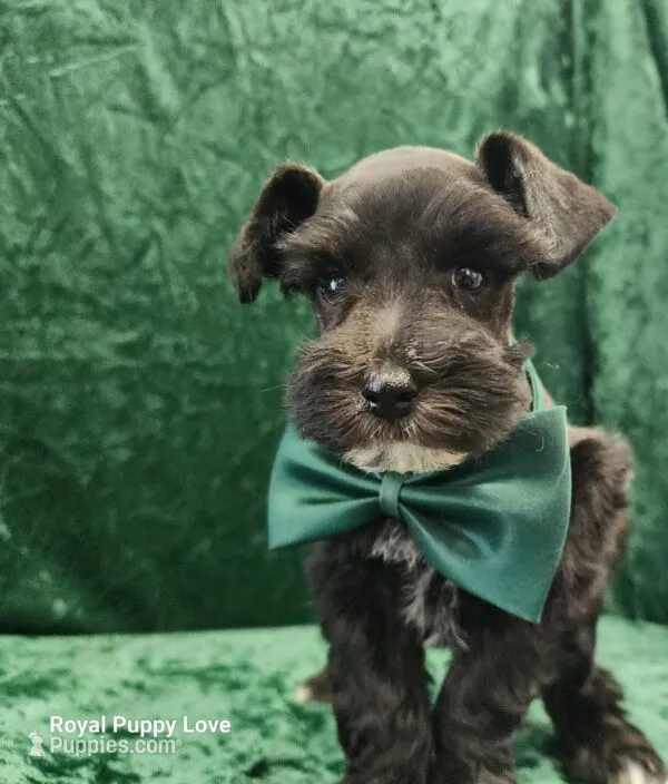 AKC Gardetto – Miniature Schnauzer puppy for sale in Shawnee, OK