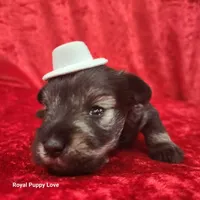 AKC Oswald, a male Miniature Schnauzer for sale in Shawnee, OK – 3 of 3