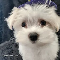 AKC Zoey, a female Maltese for sale in Shawnee, OK – 2 of 3