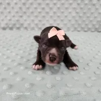 AKC Blossom, a female Miniature Schnauzer for sale in Shawnee, OK – 3 of 6