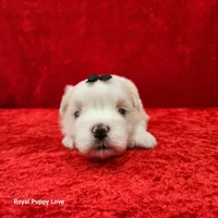 AKC Jordi, a male Maltese for sale in Shawnee, OK – 4 of 5