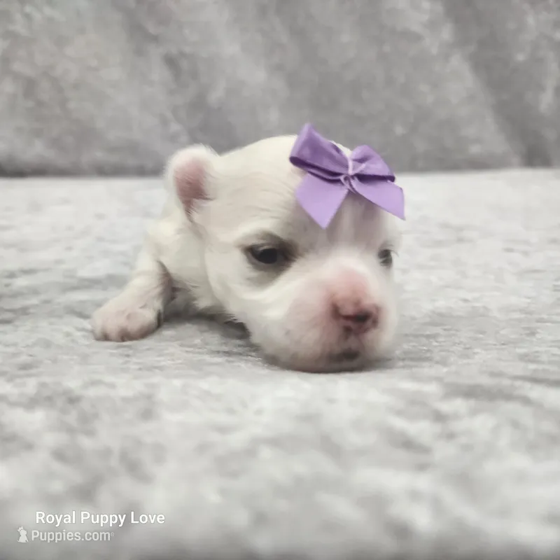 AKC Sia – Maltese puppy for sale in Shawnee, OK