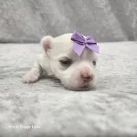 AKC Sia, a female Maltese for sale in Shawnee, OK – 1 of 3