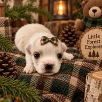 AKC Xavi, a male Maltese for sale in Shawnee, OK – 4 of 6