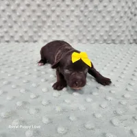 AKC Birdie, a female Miniature Schnauzer for sale in Shawnee, OK – 3 of 6