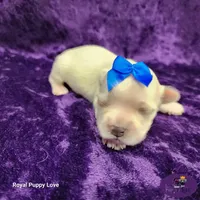 AKC Remi, a male Maltese for sale in Shawnee, OK – 2 of 5