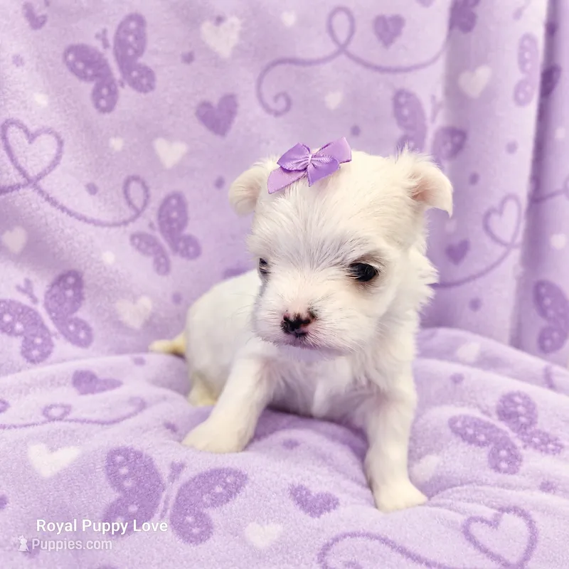 AKC Nita – Maltese puppy for sale in Shawnee, OK