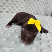 AKC Birdie, a female Miniature Schnauzer for sale in Shawnee, OK – 5 of 6