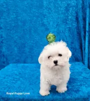 AKC Sprite, a male Maltese for sale in Shawnee, OK – 5 of 5
