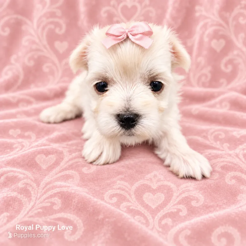 AKC Raquelle – Maltese puppy for sale in Shawnee, OK