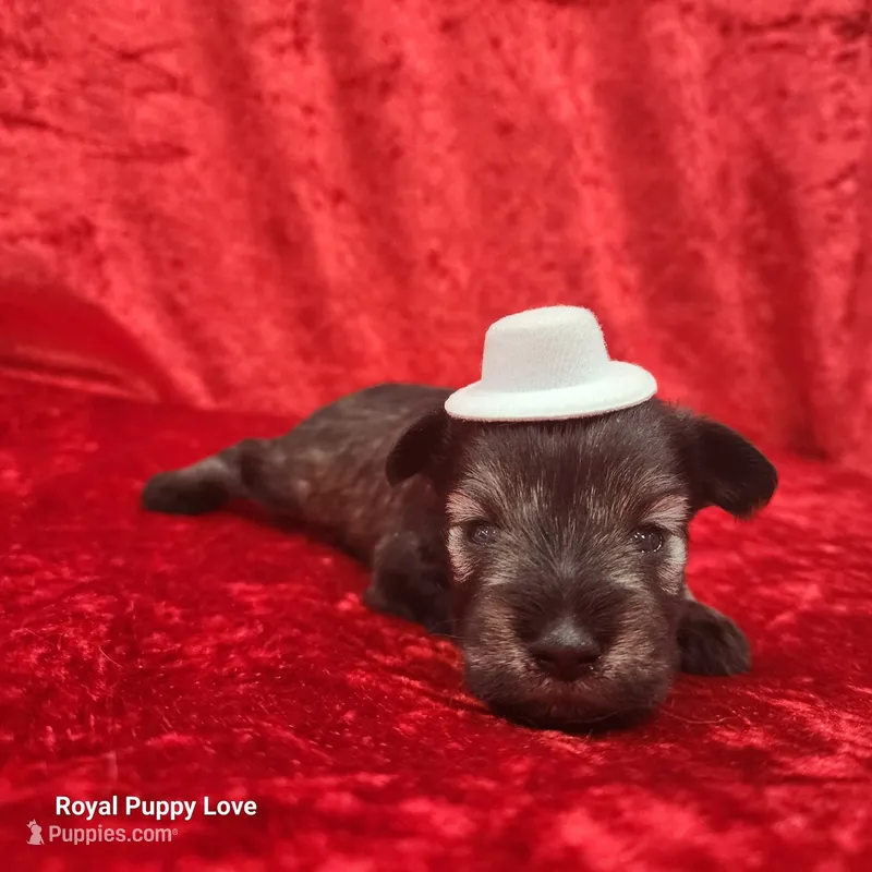 AKC Oswald – Miniature Schnauzer puppy for sale in Shawnee, OK