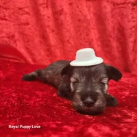 AKC Oswald, a male Miniature Schnauzer for sale in Shawnee, OK – 1 of 3